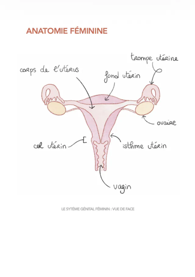 Page du cahier consacrée à l'anatomie féminine